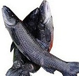 洪湖特產(chǎn)洪湖水鄉(xiāng)青魚(yú)500g